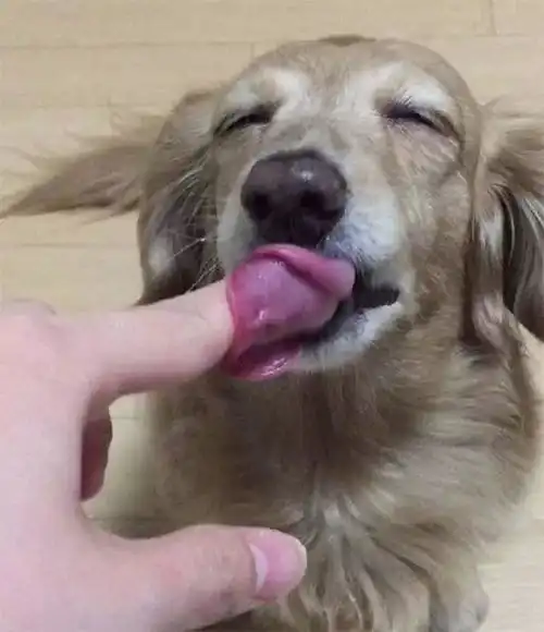 面对棉花糖,这只大金毛的表情亮了
