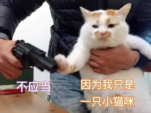 猫咪说对不起的9种方式,还有很多铲屎官不知道
