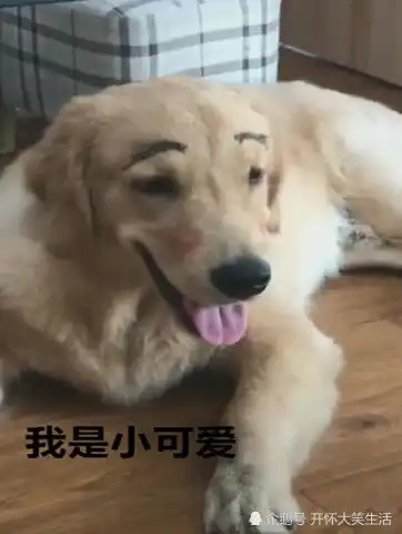 金毛被女子化妆,柳叶细眉樱桃小嘴,男友惊了比我女朋友还好看
