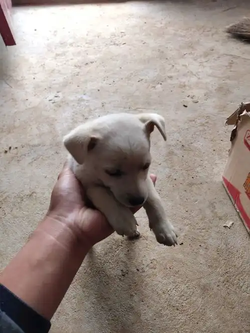 墙角下发现只流浪小奶狗,眼神可怜巴巴的,这下让男孩于不忍心
