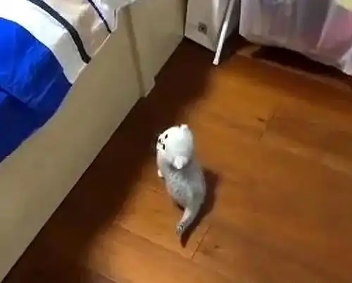 不明白小奶猫是如何出现在床上,直到眼前的一幕,网友身手敏捷
