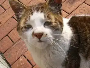 养猫的看了要崩溃,吸猫的看了要流泪
