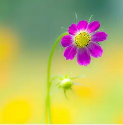 新春佳节喜事来,不为钱财发愁,财运火力全开,日子轻松的生肖
