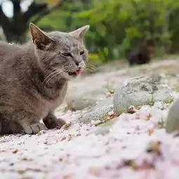 这个摄影师镜头下的猫,画风有点独特,却治愈了无数人
