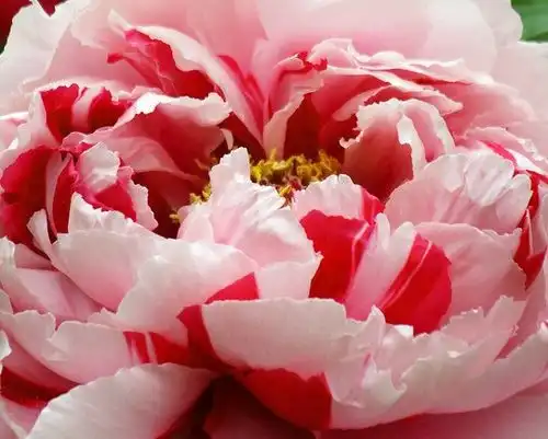 2021年3月14日运势持续上涨,横财不断来袭,定能花开富贵吉运到的四生肖排行榜
