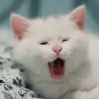 猫咪的可爱头像
