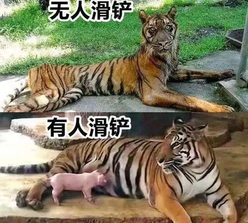 滑铲打不过东北虎,那让狮子瑟瑟发抖的马赛人,能打得过东北虎吗
