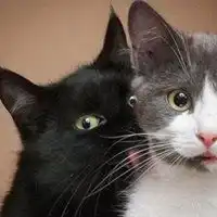 情侣小猫头像图片大全可爱萌小猫情侣头像一左一右
