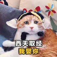 沙雕猫咪情侣头像一对微信头像图片大全
