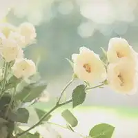 下载q唯美图片微信头像图片大全
