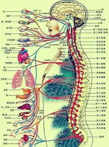 脊椎不好,少活30年
