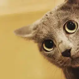 啦啦啦啦啦,开心的情侣头像
