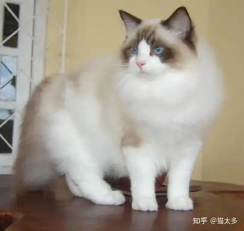 重点色布偶猫价格为什么如此便宜
