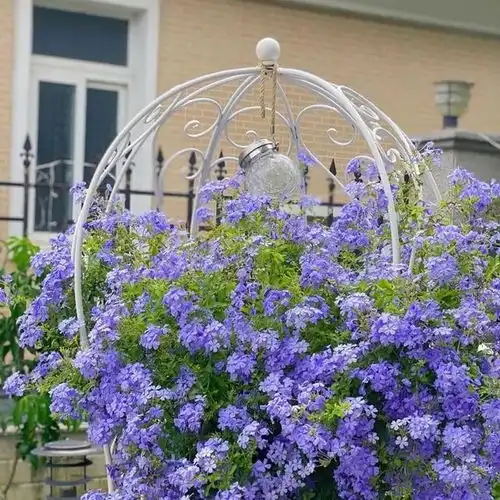 蓝雪花怎么养只用做2点,四季开花,花多又美,太清新可爱了
