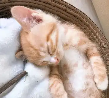橘猫喜欢在床上玩,被主人赶走后自闭了,主人早知道不赶走你
