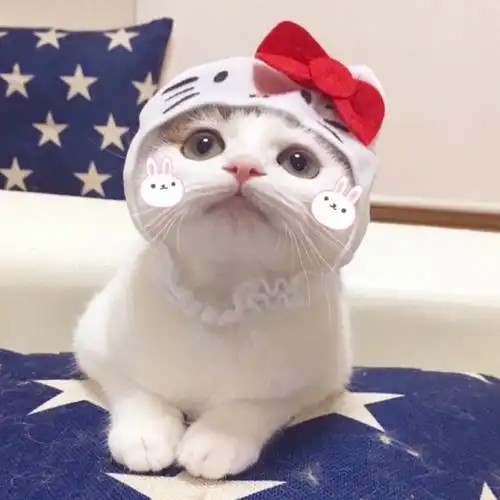 一款宠物app的开发有什么利用价值
