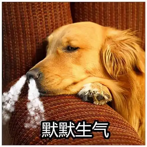 这几种表现告诉你,你家狗恨透你了
