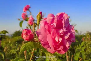 玫瑰美女古城黑海全景保加利亚自驾攻略
