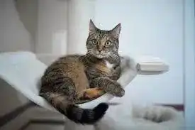 猫咪为什么喜欢摇尾巴这几个原因你知道吗

