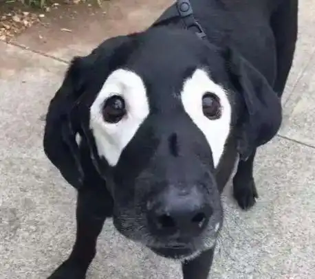 这些狗狗身上的缺陷,也是它们独一无二的特点
