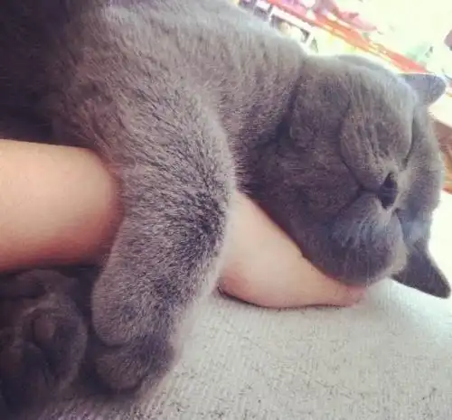 你这只猫咪,你的睡姿,二哈不能更你比了
