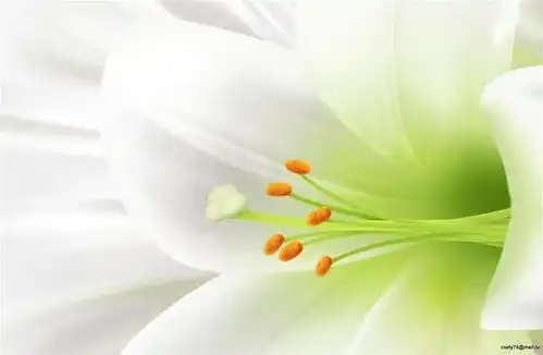 唯美清新淡雅的图片欣赏
