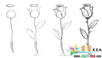 画简笔画的玫瑰
