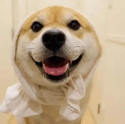 听说看到这只狗狗的人,都忍不住笑了出来
