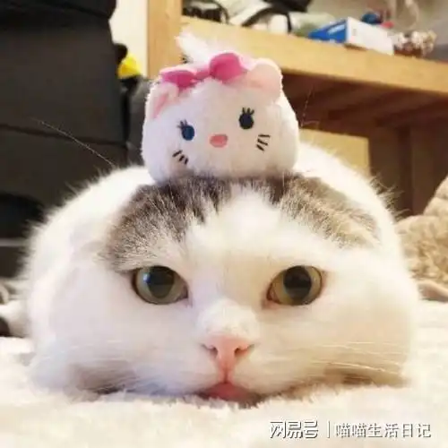 喵喵日记第二十七篇我的不婚族好友
