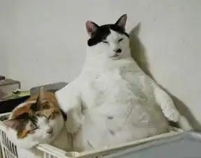 狮子座女生和水瓶座男生在一起合适吗

