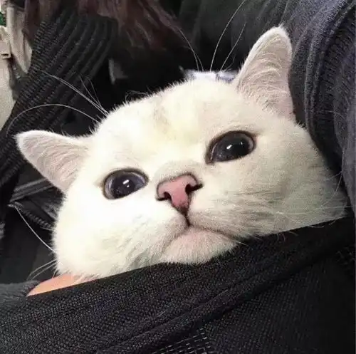 今日头像丨相比于喜欢你我想我应该先爱自己
