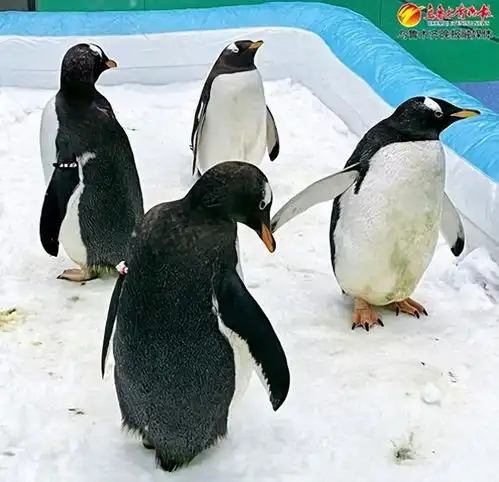 速来围观超萌哒极地动物在乌鲁木齐开启新旅程
