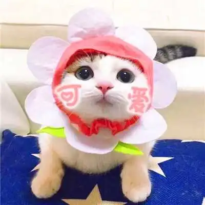 可人关于喵星人的恋人头像
