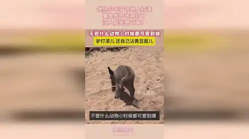 迷你小毛驴在地上打滚,要是长不大就好了,没人能拒绝可爱

