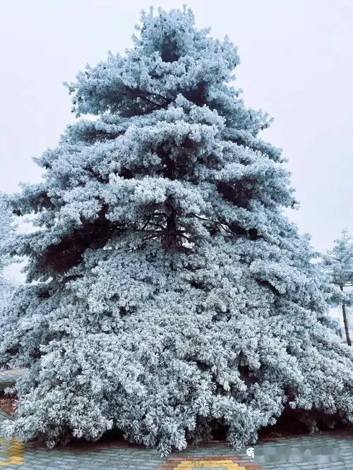 琼枝玉树入画来六盘山雾凇景观
