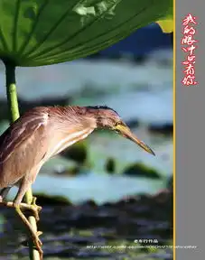 我的眼中只有你黄苇鳽
