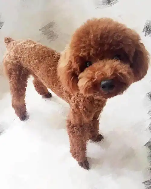 8月7日8日,龙岗星河cocopark
