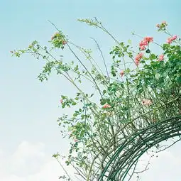 唯美可爱非主流图片
