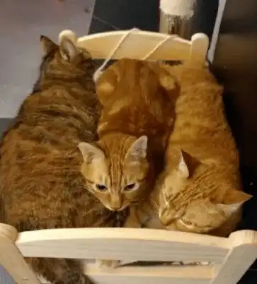 橘猫非要挤在一张小床上睡觉,仔细一看后,网友忍不住笑喷了
