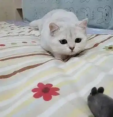 宠物猫咪第一次看见老鼠,猫咪的表现很亮眼,网友绝对好猫
