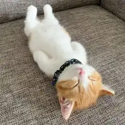 小奶猫睡觉爱平躺神似人类萌图走红网络引无数网友云吸猫
