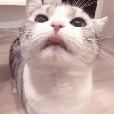 微信猫咪头像可爱高清头像,可爱萌萌的小萌猫图片
