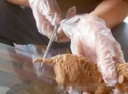 小奶狗刚出生没两天,男子就将狗尾巴剪断,接下来一幕令人心碎
