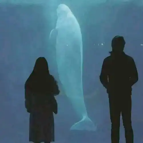 这个头像代表什么意思呢
