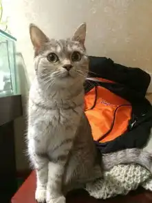 什么猫什么猫,要是只是只长得漂亮的土猫的话,那就告诉我那个品种的猫比较萌,又较便宜的么2000
