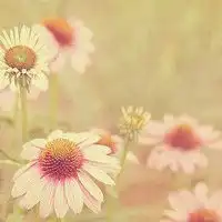 微信头像女花草类微信头像图片大全
