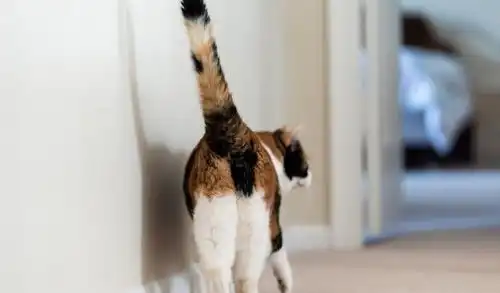 猫咪朝你翻肚皮不是讨摸,而是说你摸够了
