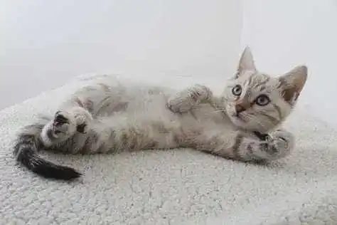 猫咪一直摇尾巴是什么意思
