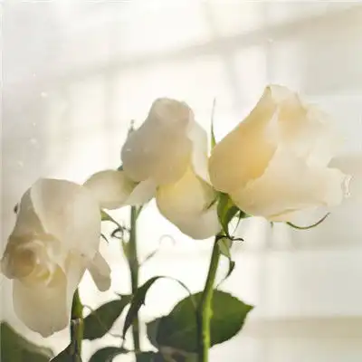 鲜花头像微信头像,好看唯美洁白的鲜花图片

