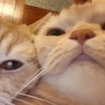 可爱又萌的小猫咪来了,动物搞笑情侣头像
